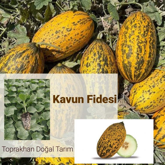 Fide Üretimi
